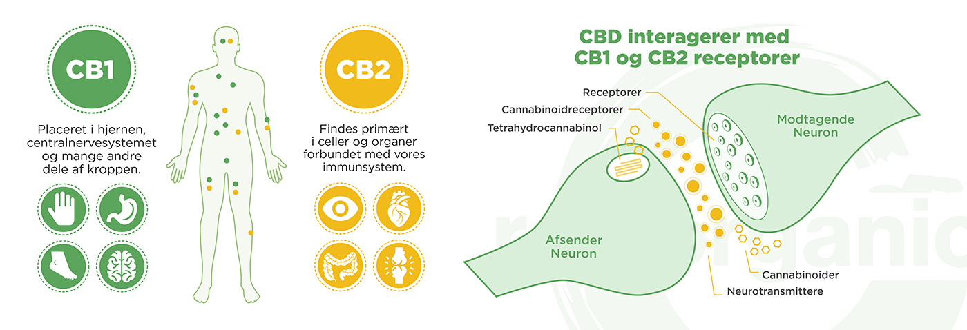 Hvad er CBD?