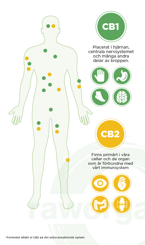 Infographics hur CBD fungerar